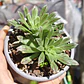 Aeonium Barbatum - Miniatura 1