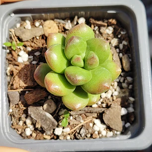 Sedum Lucidum Obesum