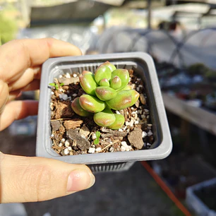 Sedum Lucidum Obesum