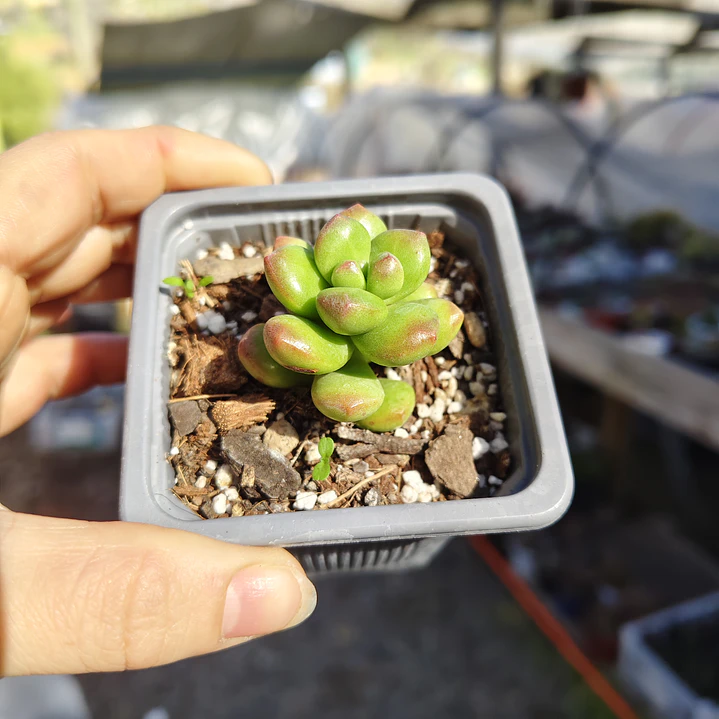 Sedum Lucidum Obesum 2