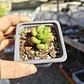 Sedum Lucidum Obesum - Miniatura 2
