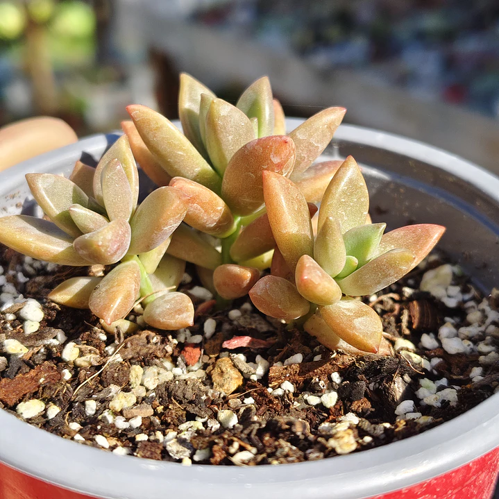 Graptosedum Bronce 1
