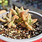 Graptosedum Bronce - Miniatura 1
