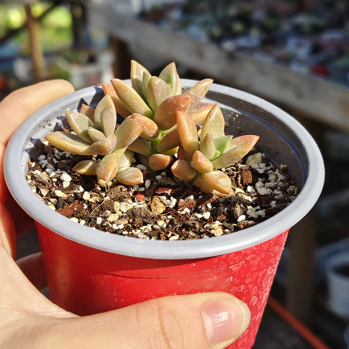 Graptosedum Bronce 4