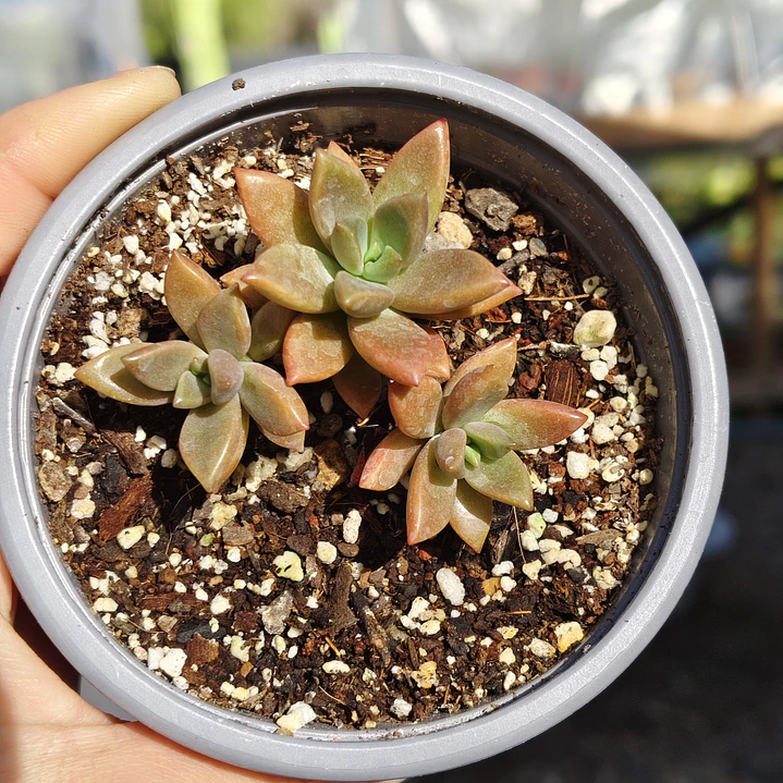 Graptosedum Bronce 3
