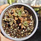 Graptosedum Bronce - Miniatura 3