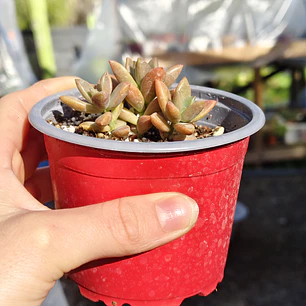 Graptosedum Bronce