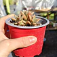 Graptosedum Bronce - Miniatura 2