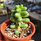 Sedum Hernandezii - Miniatura 2