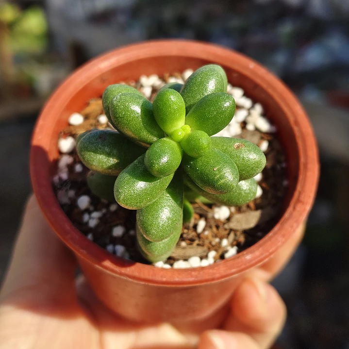 Sedum Hernandezii 3