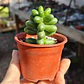 Sedum Hernandezii - Miniatura 1