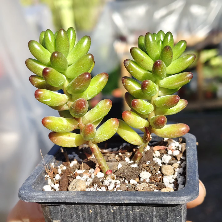 Sedum Rubroctitum 2
