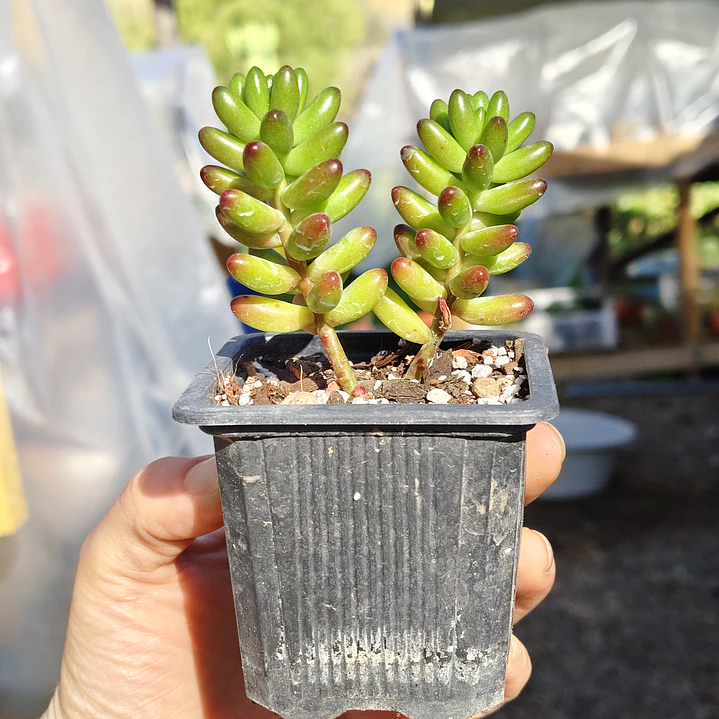 Sedum Rubroctitum 1