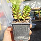 Sedum Rubroctitum - Miniatura 1