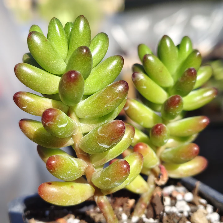 Sedum Rubroctitum 3