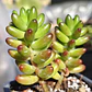 Sedum Rubroctitum - Miniatura 3