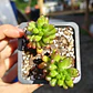 Sedum Rubroctitum - Miniatura 4