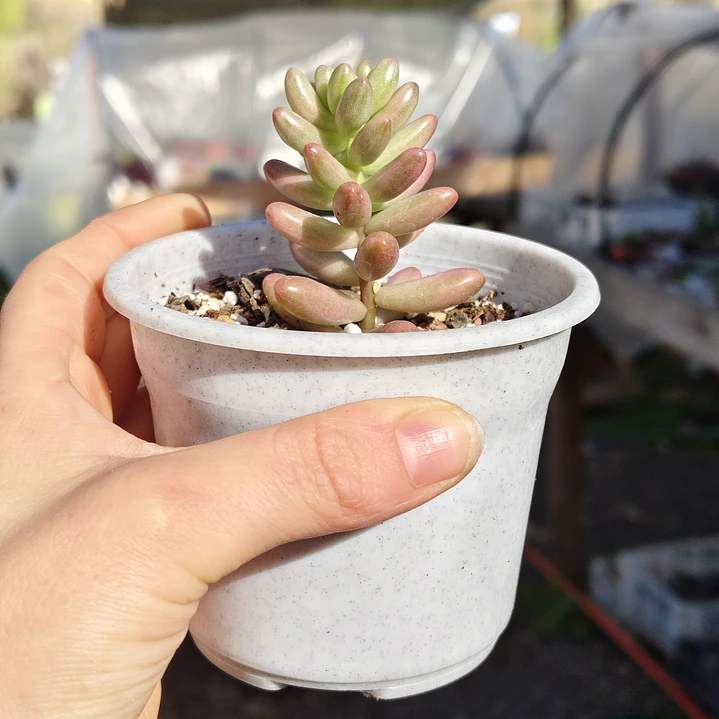 Sedum Rubrotictum 