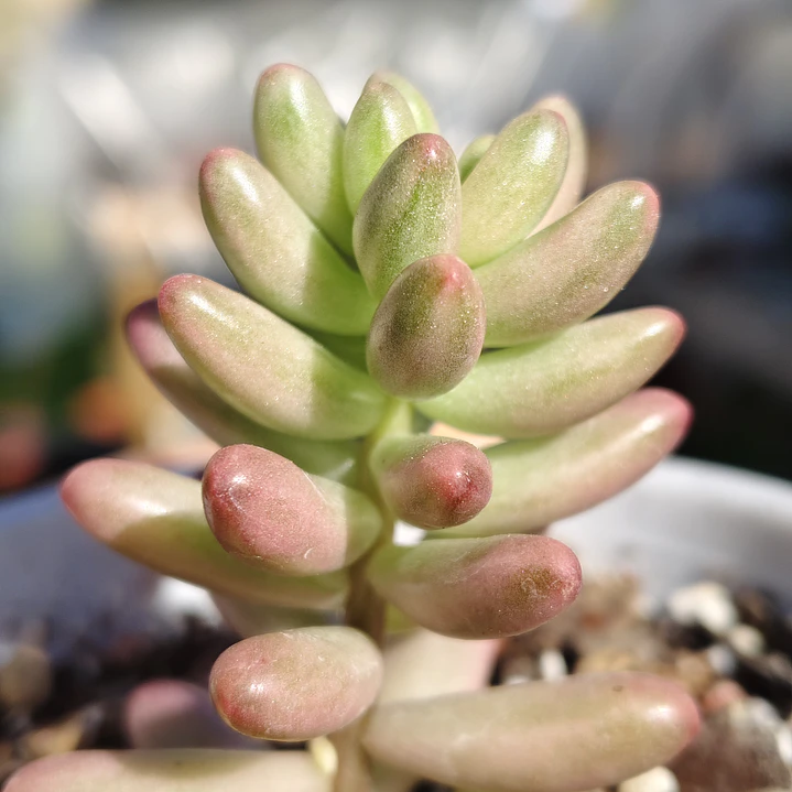 Sedum Rubrotictum 
