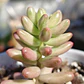 Sedum Rubrotictum 