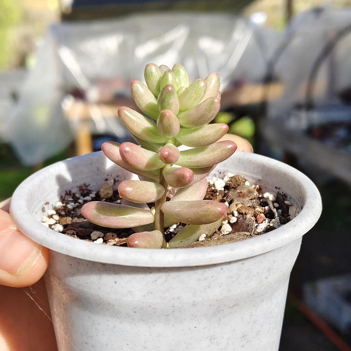 Sedum Rubrotictum 