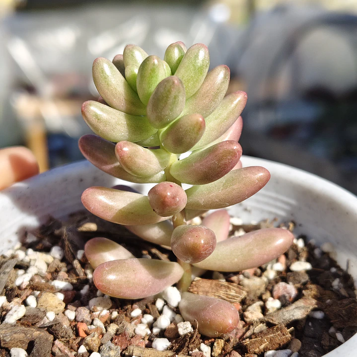 Sedum Rubrotictum 