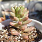 Sedum Rubrotictum 