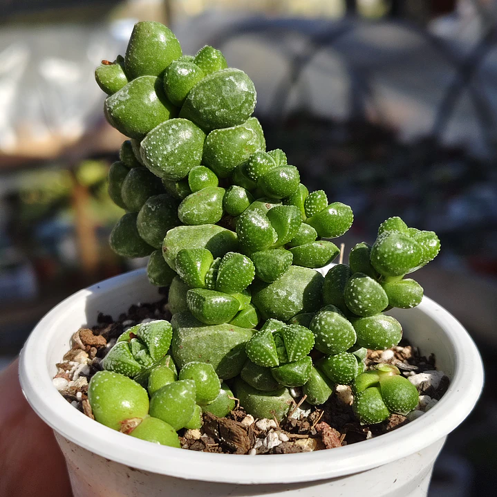 Crassula Elegans 2
