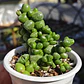 Crassula Elegans - Miniatura 2
