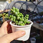 Crassula Elegans - Miniatura 1