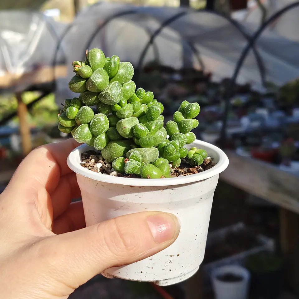 Crassula Elegans 1