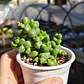 Crassula Elegans - Miniatura 3