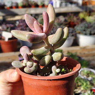 Pachyphytum Ganzhou