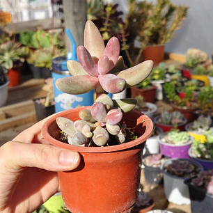 Pachyphytum Ganzhou