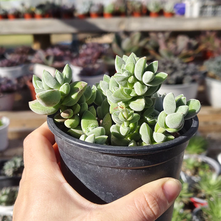 Crassula Lanuginosa Var. Pachystemon 4
