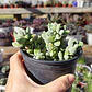 Crassula Lanuginosa Var. Pachystemon - Miniatura 4