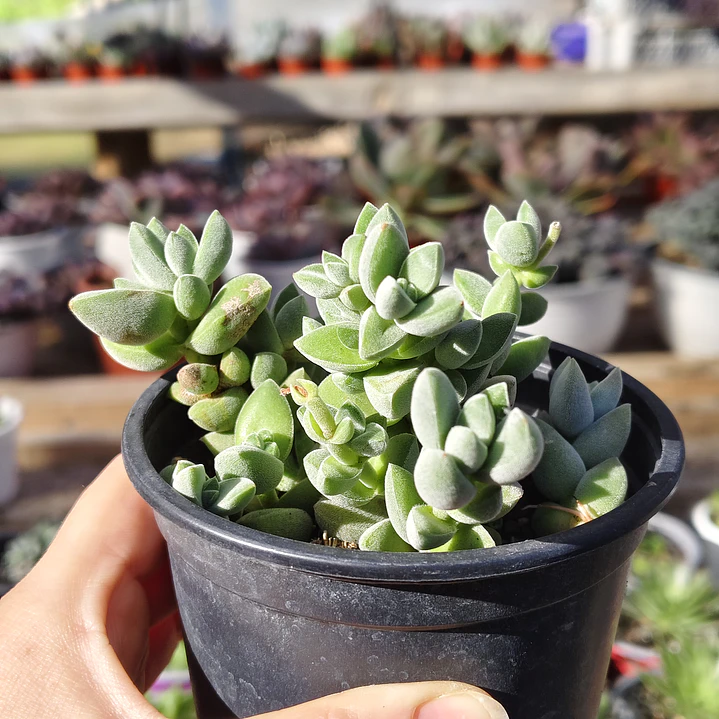 Crassula Lanuginosa Var. Pachystemon 3