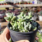 Crassula Lanuginosa Var. Pachystemon - Miniatura 3