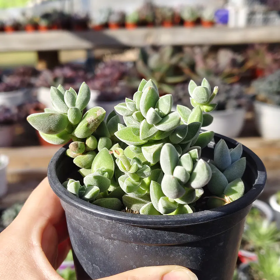 Crassula Lanuginosa Var. Pachystemon 3