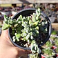 Crassula Lanuginosa Var. Pachystemon - Miniatura 2