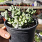 Crassula Lanuginosa Var. Pachystemon - Miniatura 1