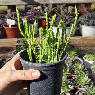 Crassula Muscosa