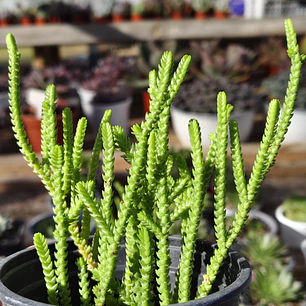 Crassula Muscosa