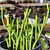 Crassula Muscosa
