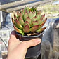 Echeveria Agavoide Christmas - Miniatura 1