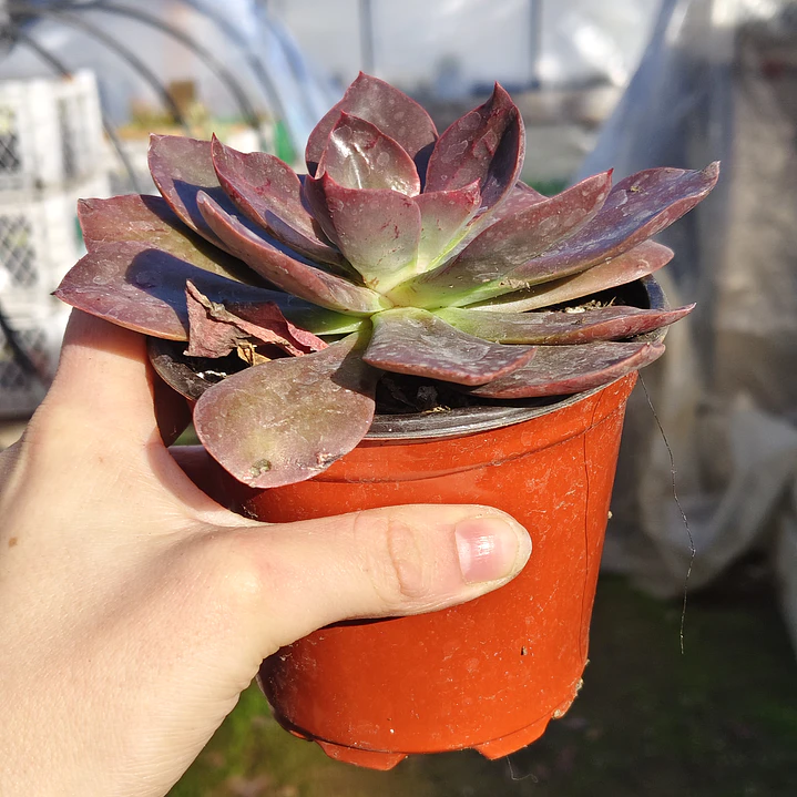 Echeveria Lady Burgandy 4