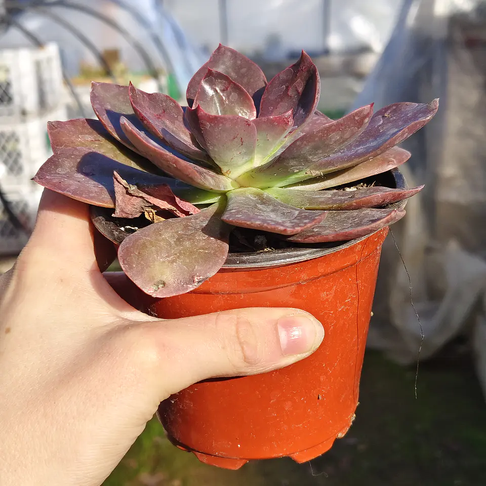 Echeveria Lady Burgandy 4