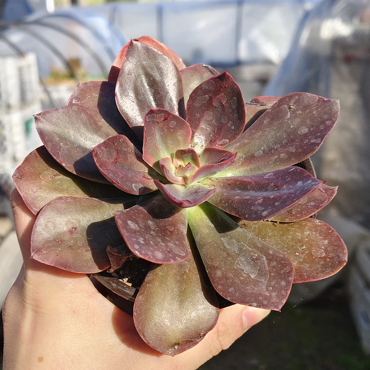 Echeveria Lady Burgandy 3