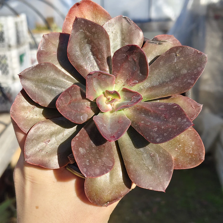 Echeveria Lady Burgandy 1
