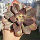 Echeveria Lady Burgandy - Miniatura 1